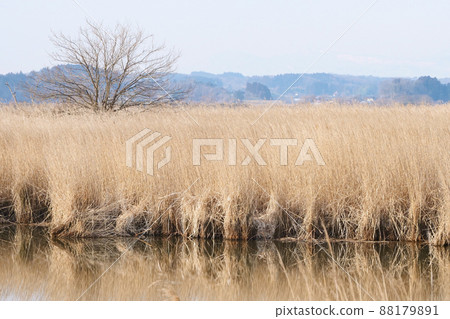 Photographs, symbiotic environment, healing scenery, scenery waiting for the spring of Ramsar Article, scenery waiting for the spring 88179891