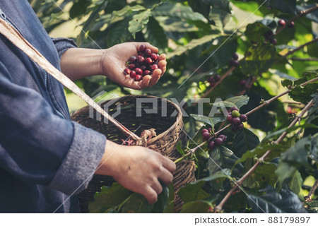 Man Hands harvest coffee bean ripe Red berries plant fresh seed coffee tree growth in green eco organic farm. Close up hands harvest red ripe coffee seed robusta arabica berry harvesting coffee farm Man Hands harvest coffee bean ripe Red berries plant fresh seed coffee tree growth in green eco organic farm. Close up hands harvest red ripe coffee seed robusta arabica berry harvesting coffee farm 88179897
