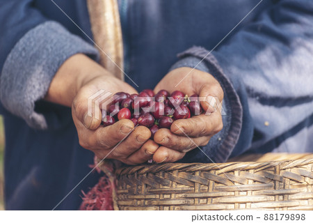Man Hands harvest coffee bean ripe Red berries plant fresh seed coffee tree growth in green eco organic farm. Close up hands harvest red ripe coffee seed robusta arabica berry harvesting coffee farm 88179898