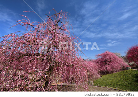 三重縣鈴鹿市山本町鈴鹿森林花園、鈴鹿植物園 88179952