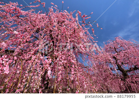Suzuka Forest Garden, Suzuka Botanical Garden, Yamamoto-cho, Suzuka City, Mie Prefecture 88179955