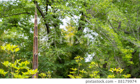 Bamboo shoots that have passed the growing season Bamboo shoots that have passed the growing season 88179974