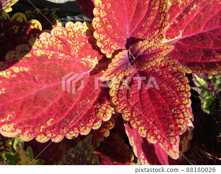 Seedlings of various plants in pots on the farm market Red and pink, colorful coleus leaves. Seedlings of various plants in pots on the farm market Red and pink, colorful coleus leaves. 88180026