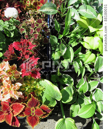 Seedlings of various plants in pots on the farm market Red and pink, colorful coleus leaves. Seedlings of various plants in pots on the farm market Red and pink, colorful coleus leaves. 88180031