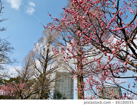 梅花、水杉、高樓大廈在藍天的映襯下熠熠生輝【岡崎公園/愛知縣岡崎市】 88180035
