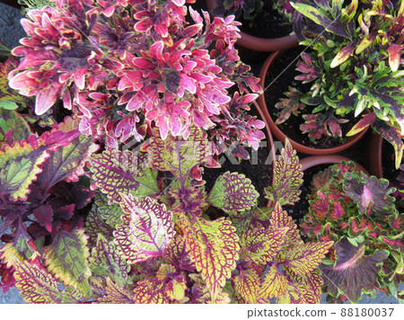 Seedlings of various plants in pots on the farm market  Red and pink, colorful  coleus leaves. 88180037