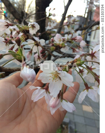 春天開花的櫻桃樹 春天開花的櫻桃樹 88180394