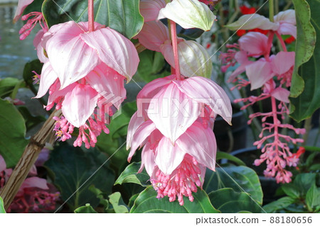 Medinilla magnifica in the greenhouse at Nabana no Sato on the waterside of the Nagara River, Nagashima Town, Kuwana City, Mie Prefecture 88180656