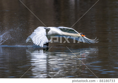 Mute swan, Cygnus olor flying over a lake in the English Garden in Munich, Germany 88180733