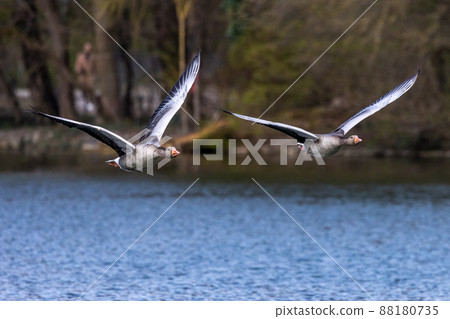 The flying greylag goose, Anser anser is a species of large goose The flying greylag goose, Anser anser is a species of large goose 88180735