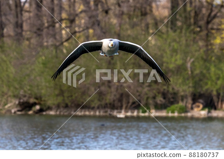 The bar-headed goose, Anser indicus flying over a lake in English Garden in Munich 88180737