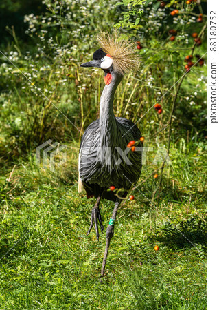 Black Crowned Crane, Balearica pavonina in a park 88180752