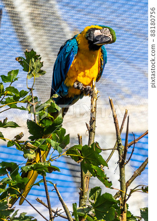 The Blue-and-yellow Macaw, Ara ararauna is a large South American parrot The Blue-and-yellow Macaw, Ara ararauna is a large South American parrot 88180756