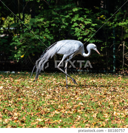 The Blue Crane, Grus paradisea, is an endangered bird The Blue Crane, Grus paradisea, is an endangered bird 88180757
