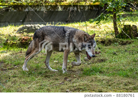 European Grey Wolf, Canis lupus in a german park 88180761