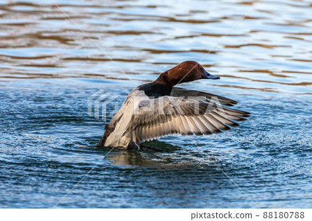 Wild duck at the Kleinhesseloher Lake in English Garden in Munich, Germany 88180788