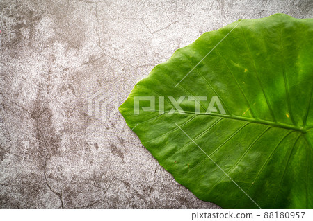 Quadrigo leaves Quadrigo leaves 88180957