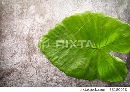 Quadrigo leaves 88180958