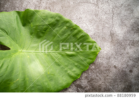 Quadrigo leaves Quadrigo leaves 88180959