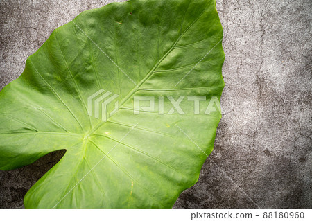 Quadrigo leaves 88180960