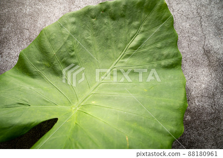 Quadrigo leaves 88180961
