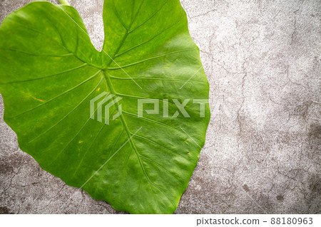 Quadrigo leaves Quadrigo leaves 88180963