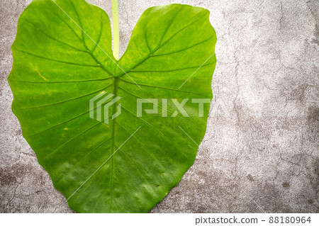 Quadrigo leaves Quadrigo leaves 88180964