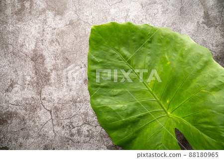 Quadrigo leaves 88180965