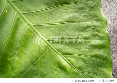 Quadrigo leaves Quadrigo leaves 88180966