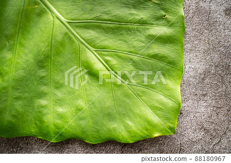 Quadrigo leaves Quadrigo leaves 88180967