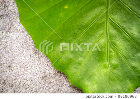 Quadrigo leaves Quadrigo leaves 88180968