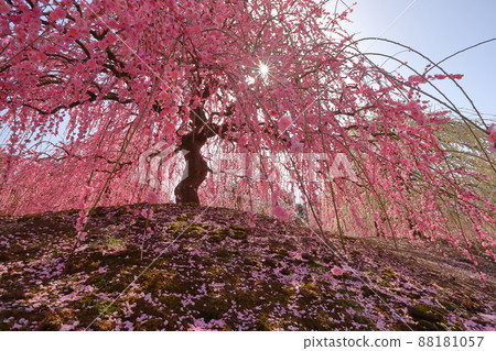Suzuka Forest Garden, Suzuka Botanical Garden, Yamamoto-cho, Suzuka City, Mie Prefecture 88181057