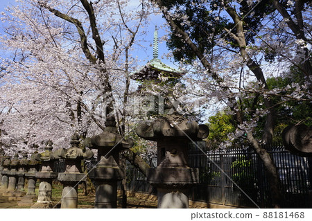 3月台東215金永寺五層塔盛開,上野恩施公園 3月台東215金永寺五層塔盛開,上野恩施公園 88181468