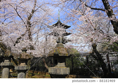 3 月台東 216 櫻花盛開 Kanei-ji 五層塔 / 上野 Onshi 公園 3 月台東 216 櫻花盛開 Kanei-ji 五層塔 / 上野 Onshi 公園 88181469
