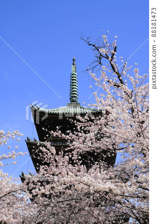 三月台東 220 櫻花盛開 金永寺五層塔/上野恩賜公園 三月台東 220 櫻花盛開 金永寺五層塔/上野恩賜公園 88181473