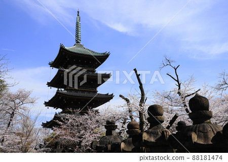 March Taito 221 Kanei-ji Five-storied Pagoda in full bloom, Ueno Onshi Park 88181474