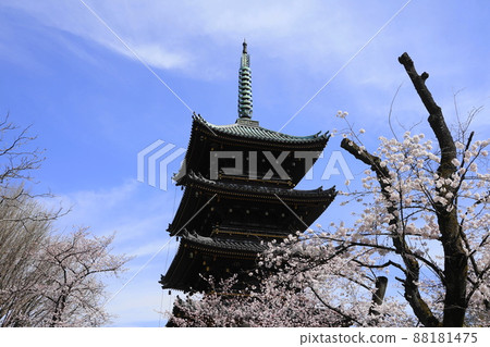 3月台東222金永寺五層塔盛開，上野恩賜公園 88181475