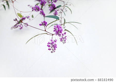 掛在牆上的 Hardenbergia 掛在牆上的 Hardenbergia 88181490
