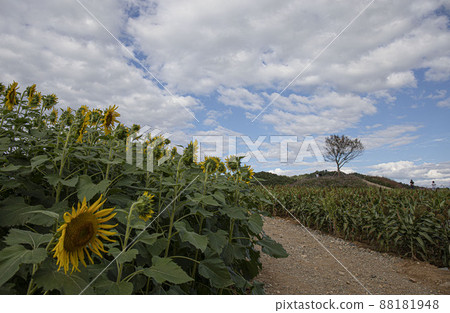 向著明亮的地方總是笑得燦爛的天使的臉 黃色向日葵 向著明亮的地方總是笑得燦爛的天使的臉 黃色向日葵 88181948