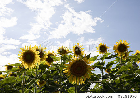 The face of an angel who always smiles brightly toward a bright place Yellow sunflower The face of an angel who always smiles brightly toward a bright place Yellow sunflower 88181956