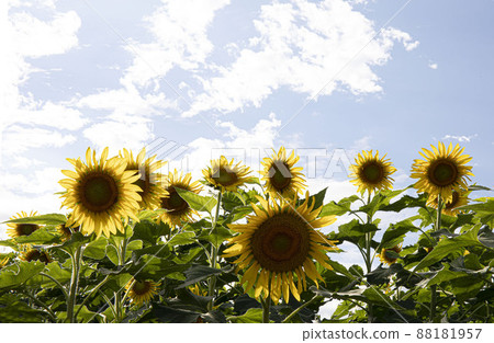 向著明亮的地方總是笑得燦爛的天使的臉 黃色向日葵 88181957