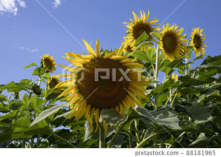 The face of an angel who always smiles brightly toward a bright place Yellow sunflower The face of an angel who always smiles brightly toward a bright place Yellow sunflower 88181965
