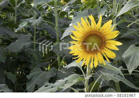 The face of an angel who always smiles brightly toward a bright place Yellow sunflower The face of an angel who always smiles brightly toward a bright place Yellow sunflower 88181967