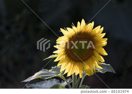 The face of an angel who always smiles brightly toward a bright place Yellow sunflower The face of an angel who always smiles brightly toward a bright place Yellow sunflower 88181974