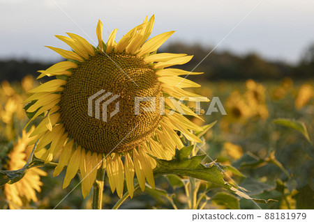 The face of an angel who always smiles brightly toward a bright place Yellow sunflower The face of an angel who always smiles brightly toward a bright place Yellow sunflower 88181979