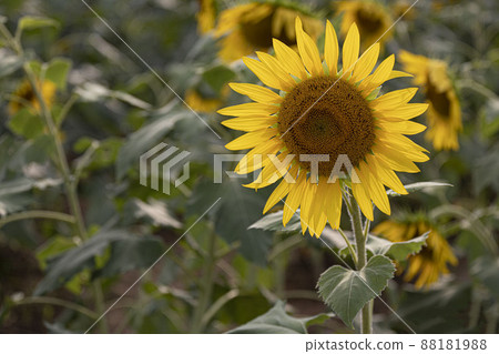 The face of an angel who always smiles brightly toward a bright place Yellow sunflower The face of an angel who always smiles brightly toward a bright place Yellow sunflower 88181988
