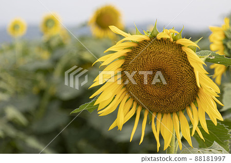 The face of an angel who always smiles brightly toward a bright place Yellow sunflower The face of an angel who always smiles brightly toward a bright place Yellow sunflower 88181997