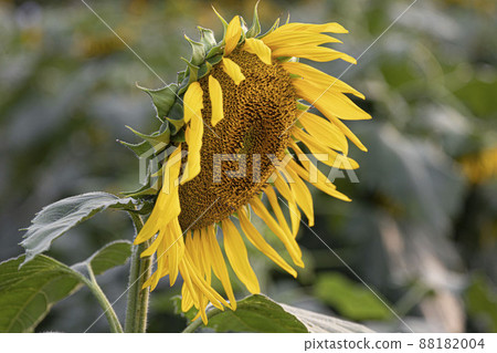 向著明亮的地方總是笑得燦爛的天使的臉 黃色向日葵 88182004