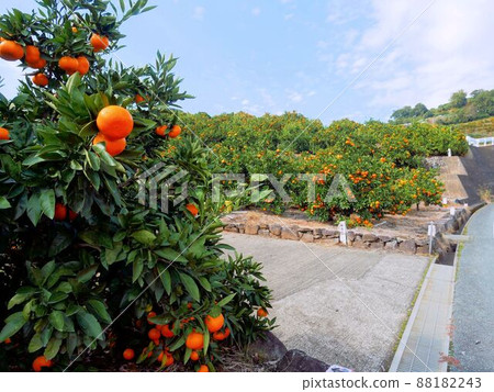 Agriculture in Kumamoto Mandarin orange garden in Tamana City at the foot of the mountain 88182243