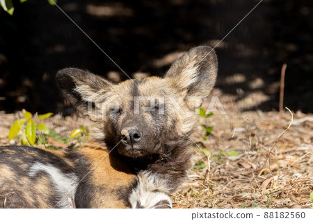 African wild dog African wild dog 88182560